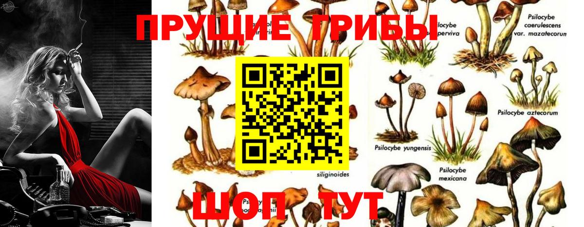Псилоцибиновые грибы прущие грибы Дубна